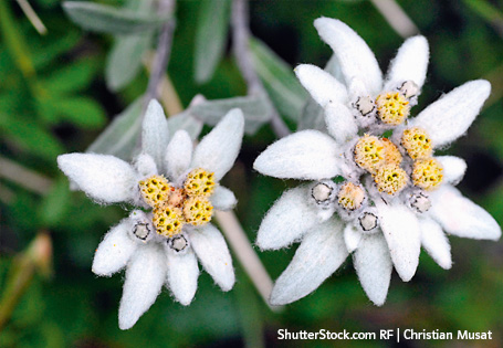 Das Alpen-Edelweiss gilt hier als stark gefährdet. Edelweiss-Pflanze