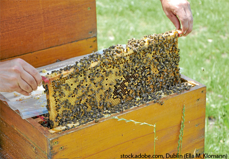 Honigernte Bienen-AG