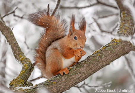 Tiere im Winter